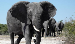 大象视频,探索动物世界的奇妙瞬间