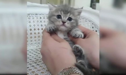 可爱猫猫视频,猫咪视频里的可爱瞬间大盘点