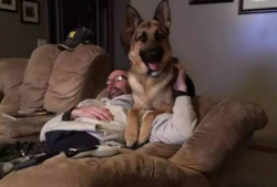 调教狗奴视频,视频背后的真实训练方法与心理洞察