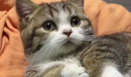 可爱猫猫视频,猫咪视频里的可爱瞬间大盘点